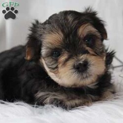 Zofia/Morkie / Yorktese									Puppy/Female	/5 Weeks,Meet Zofia!! She’s so adorable!! She is UTD on vaccinations, health checked and microchipped! She is raised around kids! Her mom weighs 8 lb and her dad weighs 10 lb. She is a huggable, snuggable little lovebug!! Come meet this sweetheart today!! She will make the perfect Valentines gift!! 