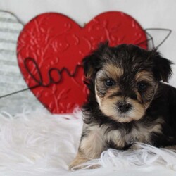 Zofia/Morkie / Yorktese									Puppy/Female	/5 Weeks,Meet Zofia!! She’s so adorable!! She is UTD on vaccinations, health checked and microchipped! She is raised around kids! Her mom weighs 8 lb and her dad weighs 10 lb. She is a huggable, snuggable little lovebug!! Come meet this sweetheart today!! She will make the perfect Valentines gift!! 
