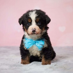 Ronny/Bernese Mountain Dog									Puppy/Male	/11 Weeks,To contact the breeder about this puppy, click on the “View Breeder Info” tab above.