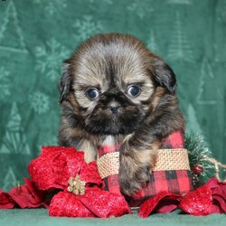 Amber- Imperial/Shih Tzu									Puppy/Female	/15 Weeks,Meet Amber the extremely tiny Imperial Shih Tzu who weighed only 1.5lbs on 2-1-24. She is Embark DNA Tested 100% CLEAR and is up to date on shots and dewormer and vet checked. Amber is a very sweet little lady and will mature small. We are seeking the perfect home for her, please reach out to us today if you are interested in bringing her home!