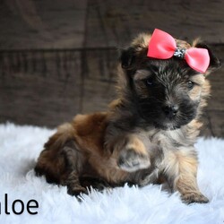Khloe/Maltipoo									Puppy/Female	/8 Weeks,Thanks for checking me out! I am raised on a five acre home. Well socialized with kids. I will be vet checked. I’m up todate on my shots and dewormer. I come with a thirty day health guarantee. Shipping available!