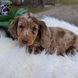 Tucker/Dachshund									Puppy/Male	/8 Weeks,Meet this darling fellow! He is a Isabella dapple Mini dachshund and loves everyone he meets. He is current on vaccinations and dewormed! He is also microchipped. We offer delivery ! He comes with a health guarantee and is ACA registered. We send a puppy kit along with our pups to ensure an easy adjustment into their new home. Contact me today to learn more! 