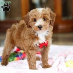 Kenny/Maltipoo									Puppy/Male	/12 Weeks,Look at this darling little Maltipoo named Kenny! The Maltipoo is a small-sized designer dog breed that is a cross between a Maltese and a Poodle. They are known for their charming appearance, friendly demeanor, and intelligence. They are often friendly, outgoing, and enjoy being around people, including children and other pets. They tend to form strong bonds with their owners and can be quite loyal and protective. Maltipoos are also intelligent dogs and respond well to training, making them suitable for obedience and agility activities.