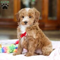 Kenny/Maltipoo									Puppy/Male	/12 Weeks,Look at this darling little Maltipoo named Kenny! The Maltipoo is a small-sized designer dog breed that is a cross between a Maltese and a Poodle. They are known for their charming appearance, friendly demeanor, and intelligence. They are often friendly, outgoing, and enjoy being around people, including children and other pets. They tend to form strong bonds with their owners and can be quite loyal and protective. Maltipoos are also intelligent dogs and respond well to training, making them suitable for obedience and agility activities.