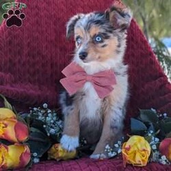 Tiny/Toy Australian Shepherd									Puppy/Female	/10 Weeks,This precious girl is one of our toy Australian shepherd puppies. She is a blue merle puppy with 2 blue eyes. Her mom is 14lbs and dad is 8lbs. She does great with kids and is such a joy to cuddle and play with. She is up to date on all vacccinations and dewormed. Sheis registered with American stockdog registery and is also micrchipped and comes with a health certificate and guarantee. We send a puppy kit along with our puppies to help them have smooth transition. 