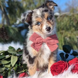 Tiny/Toy Australian Shepherd									Puppy/Female	/10 Weeks,This precious girl is one of our toy Australian shepherd puppies. She is a blue merle puppy with 2 blue eyes. Her mom is 14lbs and dad is 8lbs. She does great with kids and is such a joy to cuddle and play with. She is up to date on all vacccinations and dewormed. Sheis registered with American stockdog registery and is also micrchipped and comes with a health certificate and guarantee. We send a puppy kit along with our puppies to help them have smooth transition. 