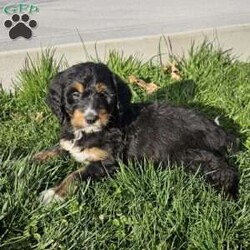 Callie/Bernedoodle									Puppy/Female	/10 Weeks,Callie is a beautiful an loving bernedoodle, she loves to cuddle with our children,she is up to date on shots an deworming, she is vetchecked an micro chipped an comes with a 1 year genetic health guarantee.call today to make her yours!