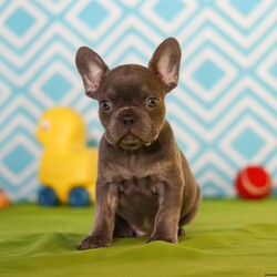 Tucker/Frenchton									Puppy/Male	/9 Weeks,Meet the cutest puppy named Tucker! He is a sturdy little Frenchton puppy that has inherited some of the best qualities from both of his parents. Frenchtons are playful, outgoing, and love to be the center of attention. He will be sure to greet you with lots of puppy kisses and with his cute little puppy-dog face you won’t be able to resist him:) We give all of our puppies lots of attention and care so they can mature with confidence, he will be sure adapt to your family in no time!