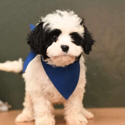 Jordon/Cavapoo									Puppy/Male	/9 Weeks,To contact the breeder about this puppy, click on the “View Breeder Info” tab above.