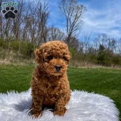 Felix F1B/Mini Goldendoodle									Puppy/Male	/7 Weeks,Hi my name is Felix. I am a beautiful F1B mini goldendoodle. My mom Brookie weighs around 20 lbs and Dad Copper weighs around 15 lbs. I am friendly and well socialized and am played with by small children. 