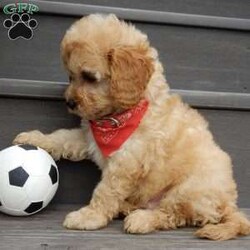 Boomer/Cavapoo									Puppy/Male	/8 Weeks,Look what you just found!! The sweetest little f1b cavapoo face you have ever seen…My name is Boomer and I would love to come home with you! I am sure with one look into my warm, sweet eyes and I’ll be sure I will have captured your heart already! I am very happy, playful and very kid friendly! I stand out above the rest with my beautiful fluffy apricot colored coat!!!  Full of personality and always ready to give amazing puppy kisses, I would love to fill your home with all of my puppy love! I have been vet checked, microchipped and I am up to date on vaccinations and dewormings and I will also come with a 1-year guarantee (extendable to 3 years) Shipping is available! My mother is Molly, our sweet 13# cavapoo with a heart of gold and my father is Boone, a 9# blue merle mini poodle and he has been genetically tested!! That makes me an F1b cavapoo and I will grow to approx. 10-12# and I will be hypoallergenic and nonshedding! !!… Why wait when you know I am meant to be yours? Call or text Martha to make me the newest addition to your family and get ready to spend a lifetime of tail wagging fun!   (7% sales tax on in home pickups) 