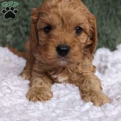 Max/Cavapoo									Puppy/Male	/6 Weeks,Hi meet Max !!! I am a happy healthy puppy!! My estimated weight will be 12 to 14 # .I will be vet checked to ensure I’m in great health!! Both my parents are healthy and Daddy is OFA CERTIFIED. I will be coming home with: 
