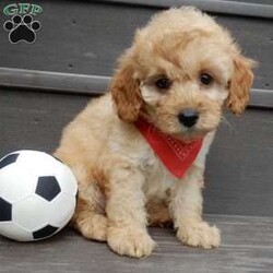 Boomer/Cavapoo									Puppy/Male	/8 Weeks,Look what you just found!! The sweetest little f1b cavapoo face you have ever seen…My name is Boomer and I would love to come home with you! I am sure with one look into my warm, sweet eyes and I’ll be sure I will have captured your heart already! I am very happy, playful and very kid friendly! I stand out above the rest with my beautiful fluffy apricot colored coat!!!  Full of personality and always ready to give amazing puppy kisses, I would love to fill your home with all of my puppy love! I have been vet checked, microchipped and I am up to date on vaccinations and dewormings and I will also come with a 1-year guarantee (extendable to 3 years) Shipping is available! My mother is Molly, our sweet 13# cavapoo with a heart of gold and my father is Boone, a 9# blue merle mini poodle and he has been genetically tested!! That makes me an F1b cavapoo and I will grow to approx. 10-12# and I will be hypoallergenic and nonshedding! !!… Why wait when you know I am meant to be yours? Call or text Martha to make me the newest addition to your family and get ready to spend a lifetime of tail wagging fun!   (7% sales tax on in home pickups) 