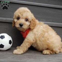 Boomer/Cavapoo									Puppy/Male	/8 Weeks,Look what you just found!! The sweetest little f1b cavapoo face you have ever seen…My name is Boomer and I would love to come home with you! I am sure with one look into my warm, sweet eyes and I’ll be sure I will have captured your heart already! I am very happy, playful and very kid friendly! I stand out above the rest with my beautiful fluffy apricot colored coat!!!  Full of personality and always ready to give amazing puppy kisses, I would love to fill your home with all of my puppy love! I have been vet checked, microchipped and I am up to date on vaccinations and dewormings and I will also come with a 1-year guarantee (extendable to 3 years) Shipping is available! My mother is Molly, our sweet 13# cavapoo with a heart of gold and my father is Boone, a 9# blue merle mini poodle and he has been genetically tested!! That makes me an F1b cavapoo and I will grow to approx. 10-12# and I will be hypoallergenic and nonshedding! !!… Why wait when you know I am meant to be yours? Call or text Martha to make me the newest addition to your family and get ready to spend a lifetime of tail wagging fun!   (7% sales tax on in home pickups) 