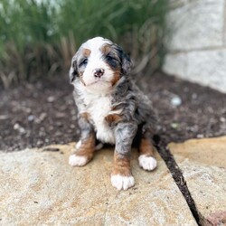 Rose/Mini Bernedoodle									Puppy/Female	/7 Weeks,Rose is a Tri Merle Mini Bernedoodle. Who is expected to weigh around 25-35lbs full grown!