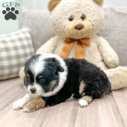 Everest/Toy Australian Shepherd									Puppy/Female	/8 Weeks,This sweet and adorable Toy Aussie is looking for a forever family! All vaccinations and dewormings are up to date, ASDR registered, and any necessary paperwork will be provided. Raised by a large and loving family with children, this pup will be a wonderful new companion for you! To make the transition easier, a baggie of food will also be included. Please contact anytime, Call or text!