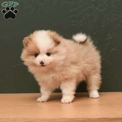 Parker/Pomeranian									Puppy/Male	/8 Weeks,To contact the breeder about this puppy, click on the “View Breeder Info” tab above.