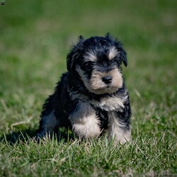 Jasper/Miniature Schnauzer Puppy/Male /January 29th, 2024 Jasper/Miniature Schnauzer Puppy/Male /January 29th, 2024,Are you ready to invite the irresistible charm of miniature schnauzers into your life? Our enchanting litter of miniature schnauzer puppies is here, eagerly awaiting the chance to steal your heart! Known for their intelligence, affection, and unwavering loyalty, these pups are sure to bring joy and companionship into your home.