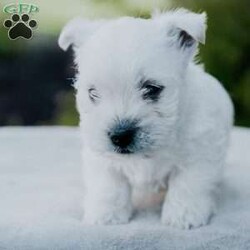 Lucky/West Highland Terrier									Puppy/Male	/8 Weeks,Our sweet lil one is eager to meet his new family! He is friendly, outgoing and loves attention. Will you welcome me into your family today!? Call Nancy to discuss adoption details!
