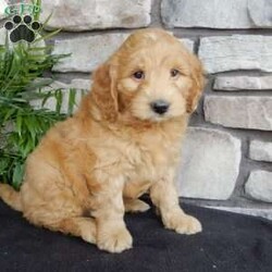 Domino/Mini Goldendoodle									Puppy/Male	/6 Weeks,Hi! Im Domino a charming F1B mini goldendoodle. I love adventures, running around in the grass, playing, but of course cuddling is wonderful too!! Would you be my friend?