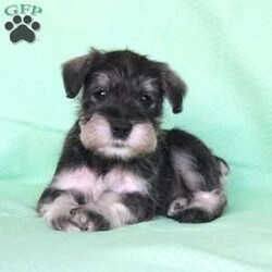 Shadow/Miniature Schnauzer									Puppy/Female	/8 Weeks,Meet this adorable Miniature Schnauzer puppy with a frisky spirit and darling eyes! This little cutie is up to date on shots and dewormer and vet checked! Each puppy comes with a health guarantee and is well socialized with children and family raised. If you are seeking a new companion to spoil and love contact Mary today! 