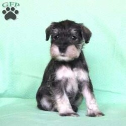 Shadow/Miniature Schnauzer									Puppy/Female	/8 Weeks,Meet this adorable Miniature Schnauzer puppy with a frisky spirit and darling eyes! This little cutie is up to date on shots and dewormer and vet checked! Each puppy comes with a health guarantee and is well socialized with children and family raised. If you are seeking a new companion to spoil and love contact Mary today! 