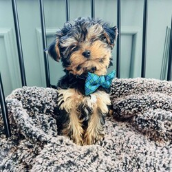 Walter/Yorkie									Puppy/Male	/8 Weeks,Adorable Yorkshire terrier ( yorkie) Male about a pound now will be about 4/5lbs full grown Natural tail FaceTime Available Very outgoing, loves everyone, both do great with kids of all ages, enjoys car rides, likes to play but cuddle too! 8 weeks old Comes vet checked, vaccinated to date, dewormed, free medical with trupanion effective immediately at pick up or delivery, health guarantee, and started on nuvet supplements to support their immature immune systems. Currently eating blue buffalo puppy Located in lake Orion Michigan 10min from Great Lakes crossing mall. Local pick up is welcomed or we have a trusted flight nanny and ground transportation anywhere in the USA We offer financing with terrace pets where they match you with a lender and they pay for the puppy and you make payments to them but get to bring your puppy home as soon as you’re approved. All credit scores considered! Early payoff no penalty. Please ask for my direct link to apply. We accept cash, zelle, venmo, or financing. Deposits aren’t required however, We do NOT hold puppies without a deposit. Deposits are $200. 