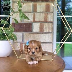 Hunter/Cavalier King Charles Spaniel									Puppy/Male	/7 Weeks,Meet hunter he is a friendly, well socialized, playful,cavalier puppy. He is vet checked microchipped, updated on shots and worming. He is ready to meet his new family.