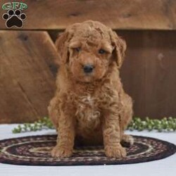 Selena/Mini Goldendoodle									Puppy/Female	/6 Weeks,Looking for some puppy kisses? This little girly is waiting for you to take her to her new home! The generation of this puppy is f1b. Family raised, up to date on shots and dewormer, and comes with a 1 year genetic health guarantee. She’s socialized with our children, who help care for the puppies!! She comes with a small bag of food, blanket, toy and a collar. Give us a call today! We’re open Monday-Saturday 8-8 and closed on Sundays. Sunday messages will be returned on Monday. Country Echoes Kennel,  Raymond Lapp Sunbury Pa 17801 Pa Kennel License #17927