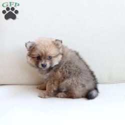 Piper/Pomeranian									Puppy/Female	/March 26th, 2024,To contact the breeder about this puppy, click on the “View Breeder Info” tab above.