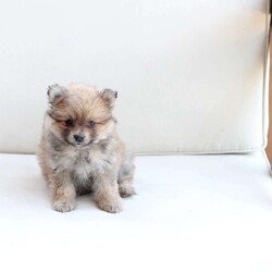 Piper/Pomeranian									Puppy/Female	/March 26th, 2024,To contact the breeder about this puppy, click on the “View Breeder Info” tab above.