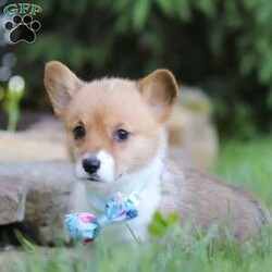 Kate/Pembroke Welsh Corgi									Puppy/Female	/6 Weeks,Meet Kate, our adorable AKC Pembroke Welsh Corgi with her short legs, fluffy coat and perky ears she exudes cuteness from every angle. Her playful spirit lights up the room as she enthusiastically explores every nook and cranny, tail wagging with uncontainable joy. Her intelligence shines through in her quick grasp of commands, making training sessions a breeze. Yet, when the day’s adventures wind down, she transforms into a cuddle expert, snuggling close with a warmth that melts away stress. As she grows, she promises to be not just a pet but a cherished family member, ready for a lifetime of shared moments and unwavering companionship. Whether she’s frolicking in the grass, chasing after toys, or simply snuggling up for a nap, her charm knows no bounds.