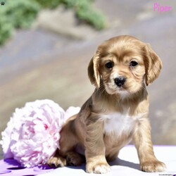 Piper/Cocker Spaniel									Puppy/Female	/April 14th, 2024,Cocker Spaniel puppies are the perfect addition to any loving home. These adorable, family-raised pups are known for their affectionate and playful nature, making them wonderful companions for children and adults alike. Each puppy has been vet-checked to ensure optimal health and is up-to-date on all necessary shots and deworming treatments, giving you peace of mind as you welcome your new furry friend. Their proud parents, Kenya and Clifford, are both distinguished Cocker Spaniels, contributing to their puppies’ excellent temperament and charm. If desired, these puppies can also be registered. Bring home one of these beautiful Cocker Spaniel puppies today, and experience the joy and love they bring to your household.