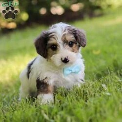 Duke/Yorkie Poo									Puppy/Male	/6 Weeks,Duke’s cute little face is what dreams are made of! His expressive eyes are just begging you to hold him and love on him. He is a super smart little guy with boundless happy energy, always ready for the next adventure! Though small, he is mighty at heart with his “big dog” personality. He would love going everywhere with you…running errands, beach vacations, or just exploring the backyard. He has been loved and doted on thus far in his life, giving him a great start and helping him be more comfortable in the world around him. He is Microchipped and we kept him current on vaccines and dewormer and has had his first puppy vet exam done. We also include a Health Guarantee. Mama is a super sweet Mini Poodle named Jewel weighing in at a darling 10 lbs. Dad is a handsome Yorkie named Lynn weighing 12 lbs. If you want to schedule a visit with this little one or have any questions you can text or call at. -Daniel Yoder