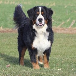 Ryder/Bernese Mountain Dog									Puppy/Male	/April 14th, 2024,This cuddly Bernese Mountain Dog puppy can be registered with AKC and could be the perfect fit for your family! Ryder is socialized and family raised with children. He’s friendly and ready to meet you! Vet checked and up to date on shots and de-wormer, this playful pup will come home with a 30 day health guarantee and an extended genetic health guarantee, both provided by the breeder. To learn more and schedule a visit to meet Ryder, please call Anthony today!