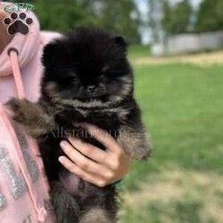 Little Beanie/Pomeranian									Puppy/Male	/8 Weeks,Beanie is a Black & Tan Pomeranian who is expected to be around 3-5 pounds full grown. Momma is Pepper and Dad is Neyo! He is available to a pet home only! NO BREEDERS! Beanie is from Grand Champion Lines! 