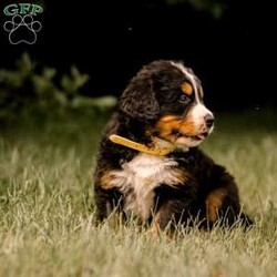 Ryder/Bernese Mountain Dog									Puppy/Male	/April 14th, 2024,This cuddly Bernese Mountain Dog puppy can be registered with AKC and could be the perfect fit for your family! Ryder is socialized and family raised with children. He’s friendly and ready to meet you! Vet checked and up to date on shots and de-wormer, this playful pup will come home with a 30 day health guarantee and an extended genetic health guarantee, both provided by the breeder. To learn more and schedule a visit to meet Ryder, please call Anthony today!