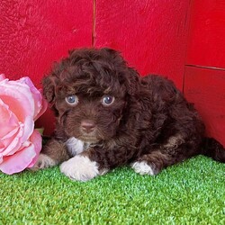 Taffy/Havanese									Puppy/Female	/7 Weeks,   Taffy is an adorable chocolate Akc registered havanese puppy! Had perfect 4 white feet and chest patch! Family raised and well socialized! Up to date with all shots, dewormings, and has been microchipped! Comes with a health guarantee! Delivery available! Contact us today to get your new family member!