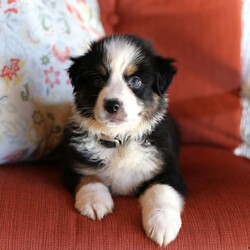 Jasper/Miniature Australian Shepherd									Puppy/Male	/8 Weeks,Meet this handsome boy named Jasper. He is an AKC registered Mini Aussie pup who is in search of his forever home. Jasper is up to date on all his vaccinations, vet checked and on a de worming schedule. He is well socialized, loves attention and enjoys playing with our kiddos. Please call or text us today to learn more about Jasper and how you can adopt him into your family!