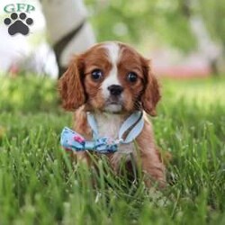 Benji/Cavalier King Charles Spaniel									Puppy/Male	/8 Weeks,Meet Benji, our adorable Cavalier King Charles Spaniel who is ready to steal your heart with his charm and sweetness. With his beautiful, flowing coat of rich chestnut and white, and his big, expressive eyes, this precious pup is a picture of classic Cavalier elegance. This little guy is more than just good looks; his gentle and affectionate nature makes him a perfect companion for families, singles, and seniors alike. 