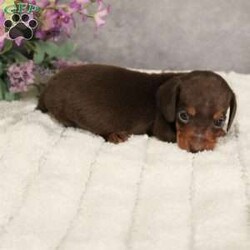 Chip/Dachshund									Puppy/Male	/6 Weeks,This tiny boy is ready to find his forever family. He is so gentle, sweet and loving. His parents are genetically tested. He has begun early socialization and enrichment. He has been seen by our certified veterinarian, microchipped and will get sent home with a pre-paid registration and an online pre-paid K9 Master Class to kick-start training! 