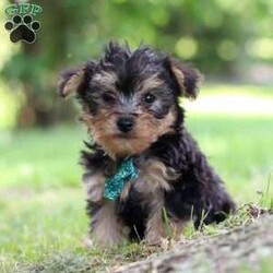 Norway/Yorkie Poo									Puppy/Male	/8 Weeks,Norway’s cute little face is what dreams are made of! He is an adorable Yorkipoo puppy with expressive eyes that are just begging you to hold him and for you to love on him. He is a super smart little boy with boundless happy energy, always ready for the next adventure! Though small, he is mighty at heart with his “big dog” personality. He would love going everywhere with you…running errands, beach vacations, or just exploring the backyard. He has been loved and doted on thus far in his life, giving him a great start and helping him be more comfortable in the world around him. He is Microchipped, we keep him current on vaccines and dewormer and he had his first puppy vet exam done. The Mama is a super sweet mini poodle named Sally weighing in at a darling 12 lbs. Dad is a handsome Yorkie named Joey weighing in at 10 lbs. If you want to schedule a visit with this little one or have any questions you can text or call me anytime. -Lori Barkman