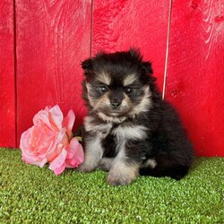 Grace/Pomeranian									Puppy/Female	/8 Weeks,  Grace is a perfect little Black and Tan purebred Akc registered Pomeranian puppy! Great quality teddy bear face and thick coat! Family raised and well socialized! Up to date with all shots and dewormings! Comes with a health guarantee! Has been microchipped! Delivery available! Contact us today to get your new family member!