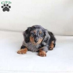 Milo/Dachshund									Puppy/Male	/May 9th, 2024,To contact the breeder about this puppy, click on the “View Breeder Info” tab above.