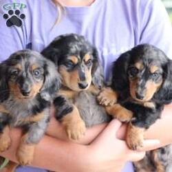 Milo/Dachshund									Puppy/Male	/May 9th, 2024,To contact the breeder about this puppy, click on the “View Breeder Info” tab above.