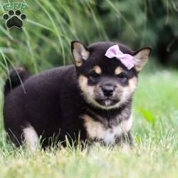 Nikki/Shiba Inu									Puppy/Female	/8 Weeks,Meet Nikki, the most adorable little Shiba Inu you will ever meet! This stunning little baby has the most luscious hair coat and the most darling features of a Shiba Inu. Sweet Nikki is ready to take on the world with her forever family by her side. Her knack for bringing smiles to the faces of everyone she meets has ensured that she has received endless love and attention since birth. This has allowed her to become highly socialized and very adaptable. When she joins you and your family, she will have no trouble adjusting to you and your lifestyle. Dad is a very handsome boy named Carlos weighing in at 24 lbs, who is super intelligent and friendly. He is so gentle and a has an excellent conformation. The Mama is a sweet, loving girl named Halo who loves to play and has a very calm and gentle personality, weighing around 23lbs. Nikki will arrive at her forever home completely vet checked, microchipped, up to date on all the necessary vaccines and dewormer, and our thirty-day health guarantee is included. Please call me for more information or to schedule a visit, Thanks! Steven Miller  (Please note: We have a landline, we are unable to receive any text messages.)