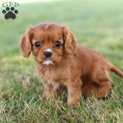 Rally/Cavalier King Charles Spaniel									Puppy/Female	/6 Weeks,Meet Rally, our charming ACA Cavalier King Charles Spaniel puppy! Her silky, flowing fur and soulful eyes make her the picture of elegance. She has a gentle, affectionate personality, always ready to shower you with love and companionship. She is incredibly friendly and loves meeting new people and pets. Whether she’s curled up beside you or exploring the yard with her playful spirit, she’ll bring warmth and joy to every moment. Get ready for endless love and loyalty with Rally, the sweetest Cavalier around!