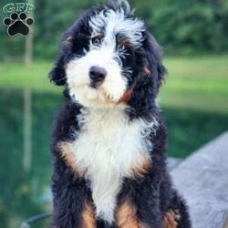 Mr Beast/Bernedoodle									Puppy/Male	/17 Weeks,Magnificent F1 medium bernedoodle teddybear…with stunning disposition…he will be approximately 50 – 60 lbs full grown…medium size with true bernese characteristics…amazing confirmation… Extremely intelligent…  any training will be a breeze… Very loyal and sweet just like a bernese mountain dog… He is an absolutely stunning specimen… All your neighbors will be jealous… These genetics are proven… For their stunning appearance… Deep rich non fading colors… Combined with the sweetest personality perfect for a service dog or therapy dog…the possibilities are endless… I highly recommend that you come meet us in person… or set up a time for a video call…