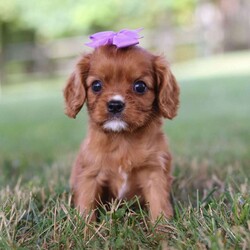 Rally/Cavalier King Charles Spaniel									Puppy/Female	/6 Weeks,Meet Rally, our charming ACA Cavalier King Charles Spaniel puppy! Her silky, flowing fur and soulful eyes make her the picture of elegance. She has a gentle, affectionate personality, always ready to shower you with love and companionship. She is incredibly friendly and loves meeting new people and pets. Whether she’s curled up beside you or exploring the yard with her playful spirit, she’ll bring warmth and joy to every moment. Get ready for endless love and loyalty with Rally, the sweetest Cavalier around!