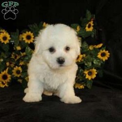 Archie/Bichon Frise									Puppy/Male	/9 Weeks,Say hello to Archie the AKC Bichon Frise puppy who loves attention! This little cutie is started on potty training and crate training and loves attention. Both parents are health tested and weigh between 10-12lbs. He is well socialized with children and other puppies and is family raised! He can be microchipped, delivered, or registered for an extra fee. We are seeking loving responsible homes for our puppies! Contact us today to learn more about visiting them or taking home your new pup!